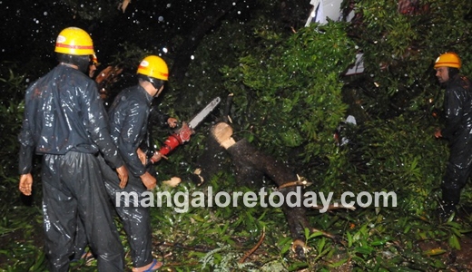 mangalore tree